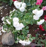 Aspirin Rose Aspirin Rose