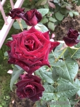 Black Baccara Black Baccara