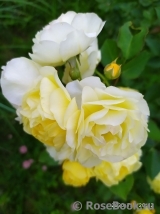 Golden Border Golden Border