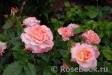 Augusta Luise Augusta Luise