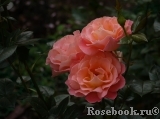 Rosemary Harkness Rosemary Harkness