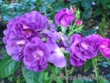 Rhapsody in Blue Rhapsody in Blue