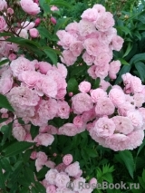 Heavenly Pink Heavenly Pink
