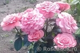 Tickled Pink Tickled Pink