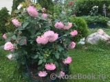 Kordes' Rosenfaszination ® Kordes' Rosenfaszination ®