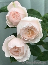 Desdemona Desdemona