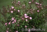Heavenly Pink Heavenly Pink