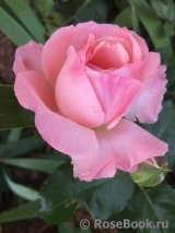 Rosengräfin Marie Henriette Rosengräfin Marie Henriette