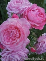 Rosengräfin Marie Henriette Rosengräfin Marie Henriette