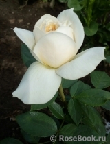 Lions Rose Lions Rose
