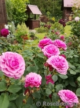 Kaffe Fassett Rose Kaffe Fassett Rose
