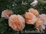 Sangerhauser Jubilaumsrose Sangerhauser Jubilaumsrose