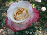 Belle Perle Belle Perle