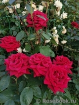 Red Magic
