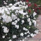 Aspirin Rose Aspirin Rose