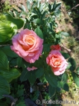 Augusta Luise Augusta Luise