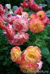 Gartenspass ® Gartenspass ®