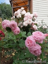 Rosengräfin Marie Henriette Rosengräfin Marie Henriette