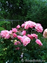 Tickled Pink Tickled Pink