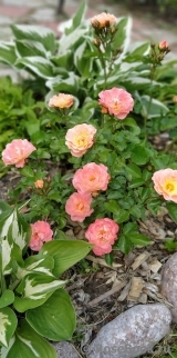 Peach Drift ® Peach Drift ®