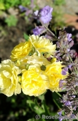 Golden Border Golden Border