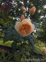 Crown Princess Margareta® Crown Princess Margareta®
