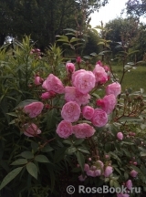 Heavenly Pink Heavenly Pink