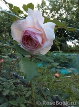 A Shropshire Lad A Shropshire Lad