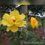 ОПРЕДЕЛИТЕЛЬ ОПРЕДЕЛИТЕЛЬ