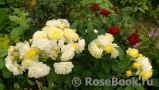 Golden Border Golden Border