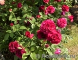 Darcey Bussell Darcey Bussell