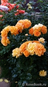 Goldelse Goldelse