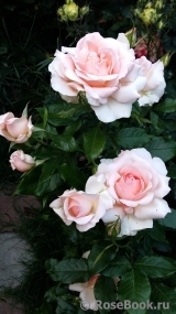 Chandos Beauty Chandos Beauty
