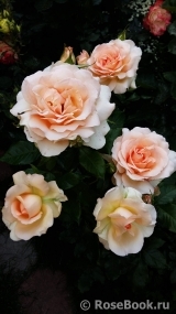 Chandos Beauty Chandos Beauty