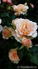 Chandos Beauty Chandos Beauty