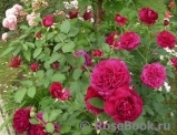 Darcey Bussell Darcey Bussell
