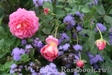 Jubilee Celebration® Jubilee Celebration®