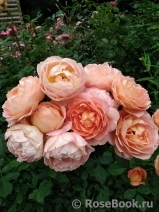 Lady of Shalott Lady of Shalott
