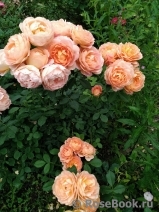 Lady of Shalott Lady of Shalott