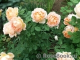 Lady of Shalott Lady of Shalott