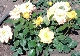 Goldelse Goldelse