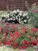 Aspirin Rose Aspirin Rose