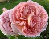 Abraham Darby Abraham Darby