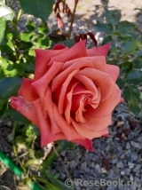 Rhosyn Margaret Williams Rhosyn Margaret Williams