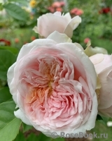 Claire Rose Claire Rose