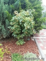 Schuss ® Schuss ®