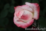 Belle Perle Belle Perle