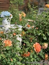 Lady of Shalott Lady of Shalott