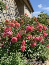 Rosarium Uetersen Rosarium Uetersen
