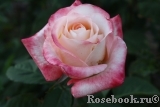 Belle Perle Belle Perle